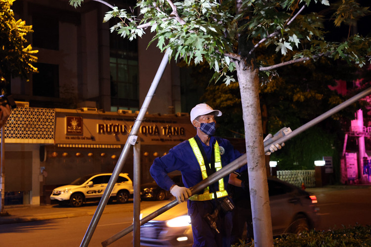 Hàng cây phong đỏ trên dải phân cách tuyến phố Nguyễn Chí Thanh - Trần Duy Hưng được trồng thử nghiệm cách đây hơn 2 năm. Tổng số là 262 cây phong được nhà tài trợ tặng cho TP Hà Nội. Trong đó, tuyến Nguyễn Chí Thanh trồng 119 cây, tuyến Trần Duy Hưng trồng 143 cây.