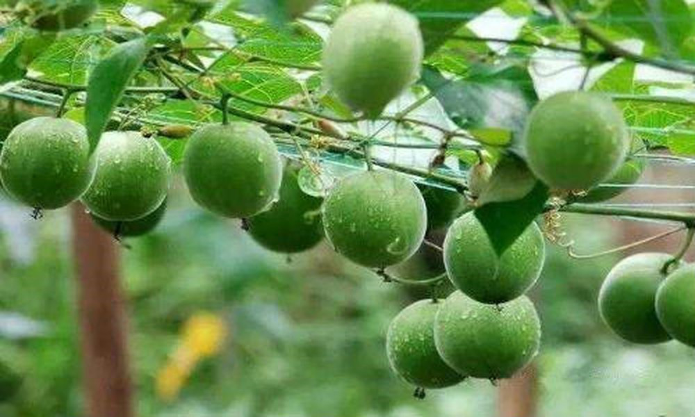 Công dụng đầu tiên của quả la hán chính là hỗ trợ điều trị tiểu đường. Theo nghiên cứu, vị ngọt của quả la hán được tạo thành nhờ vào mogrosides, đây là hợp chất tạo nên vị ngọt tự nhiên và không làm tăng lượng đường trong máu nhờ vậy bệnh nhân tiểu đường vẫn có thể sử dụng để thỏa mãn cơn nghiện đồ ngọt của mình.