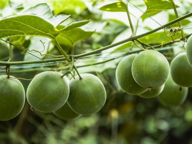 Đáng nói quả la hán cũng không chứa calo, carbs hoặc chất béo nên cực kỳ thích hợp cho người muốn giảm cân, giữ dáng.