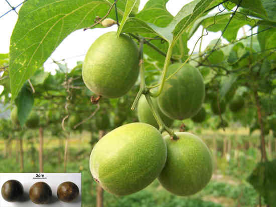 Nhờ vị ngọt tự nhiên và thơm mùi thảo mộc, quả la hán được nhiều người yêu thích. Trong Đông y, nó còn được xem là một loại thuốc nhờ giá trị dinh dưỡng cao.