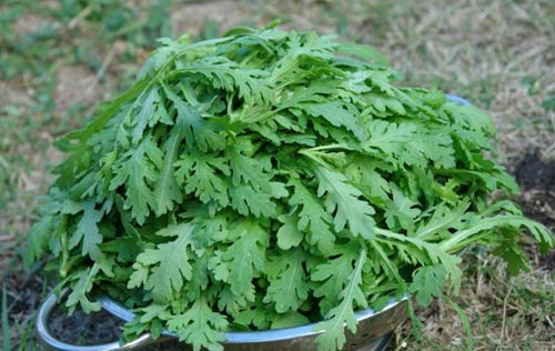 Theo tìm hiểu, rau cải cúc còn được xem như thần dược tự nhiên bởi những công dụng của nó.