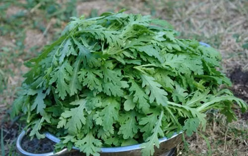 Theo tìm hiểu, rau cải cúc còn được xem như thần dược tự nhiên bởi những công dụng của nó.