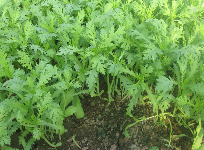 Nhiều chuyên gia ẩm thực, cải cúc có mùi đặc trưng, có người gọi nó là "sầu riêng" trong thế giới loài rau, ăn ngon nhưng mùi nồng hắc.