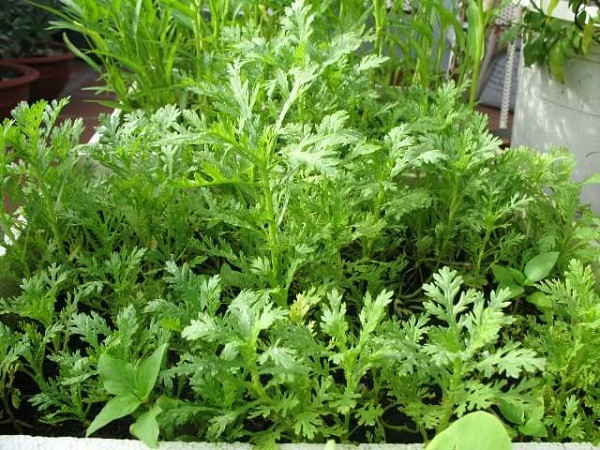 Không ngờ Đỗ Phủ không chỉ khỏi bệnh, còn khỏe mạnh hơn, bởi vậy dân Tứ Xuyên còn gọi rau cải cúc là rau Đỗ Phủ.