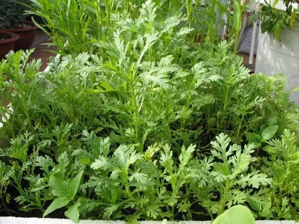 Không ngờ Đỗ Phủ không chỉ khỏi bệnh, còn khỏe mạnh hơn, bởi vậy dân Tứ Xuyên còn gọi rau cải cúc là rau Đỗ Phủ.