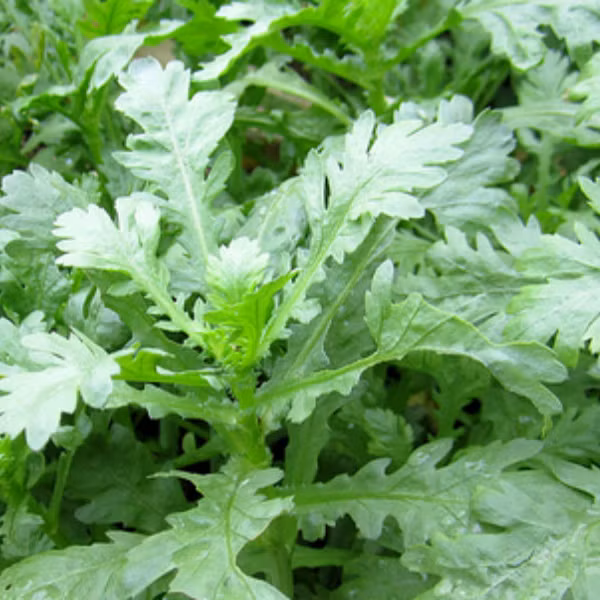 Tuy nhiên, có thể lấy được cái danh "rau hoàng đế", cải cúc thực sự ẩn chứa rất nhiều giá trị dinh dưỡng cao, thậm chí về mặt y học, cải cúc cũng có công dụng rất đáng kể.