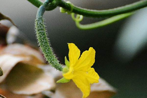 Loại hoa dưa chuột này có vị rất thơm, mềm, giòn, cực mát, ăn vào mùa hè nóng nực thích hợp vô cùng. Không chỉ thế còn ít béo, ít calo, ăn nhiều cũng không hề tăng cân.