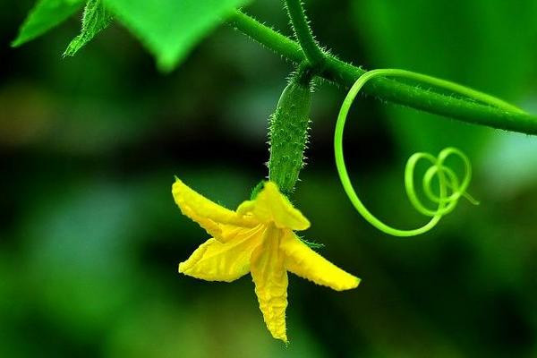 Mùa hè trời nóng như thiêu như đốt, nhiệt độ cao, mưa rào nhiều, các loại thực vật cũng tranh nhau phát triển, trong số này có một loại rau gọi là hoa dưa chuột hay hoa dưa leo.