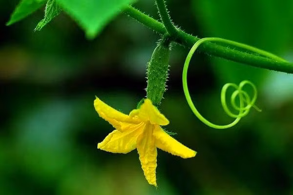 Mùa hè trời nóng như thiêu như đốt, nhiệt độ cao, mưa rào nhiều, các loại thực vật cũng tranh nhau phát triển, trong số này có một loại rau gọi là hoa dưa chuột hay hoa dưa leo.