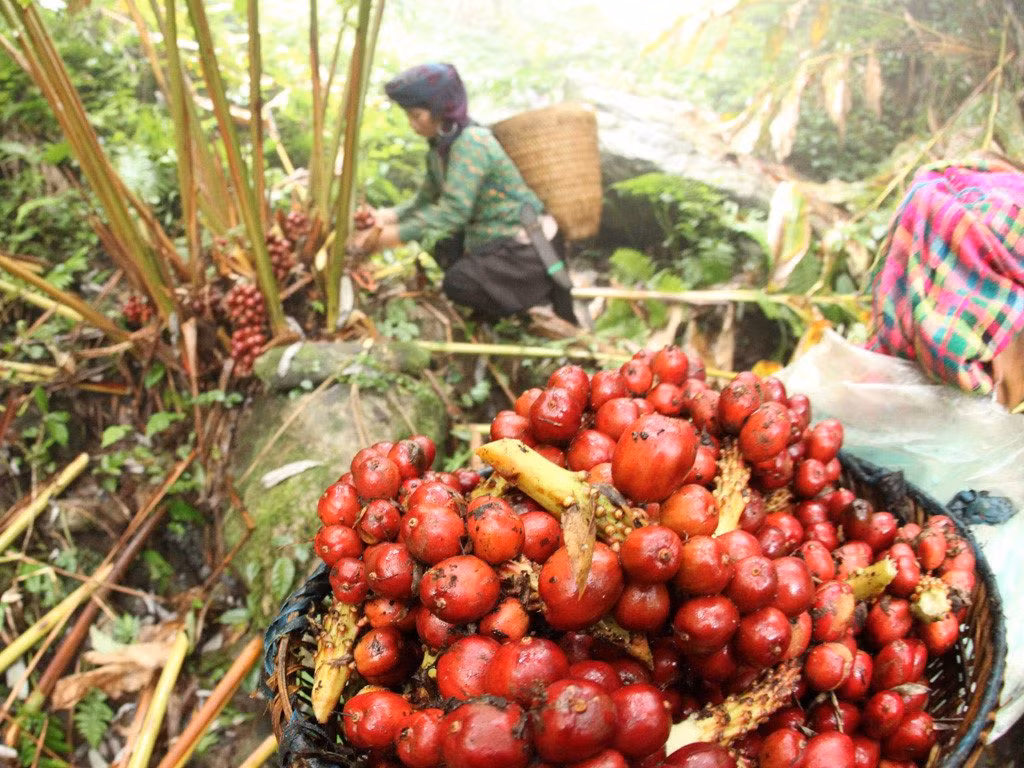 Tuy vậy, cần thật cẩn trọng với các chứng âm huyết hư vì tính ôn của thảo quả dễ làm tổn thương âm huyết.