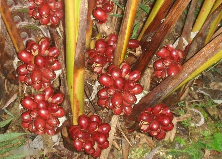 Ngoài cách sử dụng như một gia vị, thảo quả từ lâu cũng được sử dụng như một vị thuốc trong y học cổ truyền.