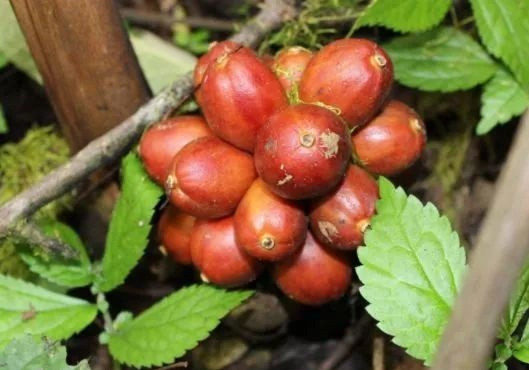 Hiện nay, loại quả này đã được trồng rộng rãi hơn, trở thành một loại quả hái ra tiền với những người dân miền núi, giá trị vô cùng cao. Nếu có thể nhìn thấy, đừng vội bỏ qua.