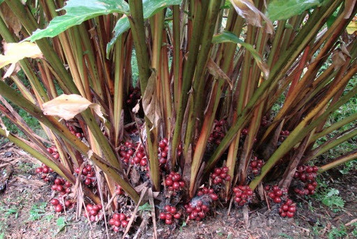 Thế nhưng sau khi phơi khô, thảo quả sẽ trở thành một loại gia vị vô cùng đặc biệt, khiến cho mọi món ăn đều tăng hương vị, thường dùng để hầm thịt, hầm xương.