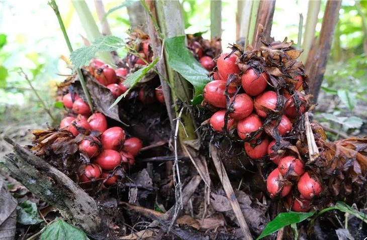 Thảo quả mọc rất kỳ lạ, không cao trên thân cây, cành cây mà mọc cạnh mọc đất, gần rễ nhất.