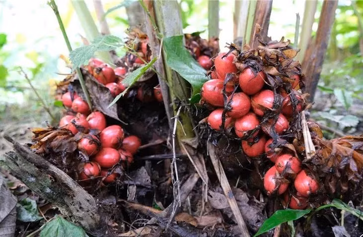 Thảo quả mọc rất kỳ lạ, không cao trên thân cây, cành cây mà mọc cạnh mọc đất, gần rễ nhất.