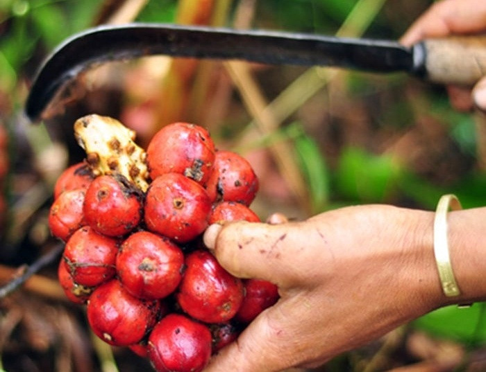 Thậm chí có thể dùng để trị sốt rét, rối loạn tiêu hóa, ăn uống không tiêu, tích thực, trị miệng hôi.