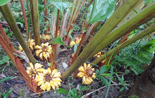 Trong ảnh là hoa thảo quả.