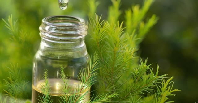 Xa Thi Mạn thường thoa một ít dầu tràm trà lên vùng da bị mụn sau khi rửa mặt sạch sẽ hàng ngày, điều đó giúp cô nhanh chóng thoát khỏi nhân mụn đáng ghét nhanh hơn.