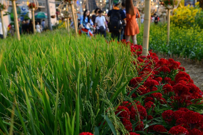 Cánh đồng lúa tái hiện vùng sông nước miền Tây xuất hiện tại Hội hoa xuân Phú Mỹ Hưng.