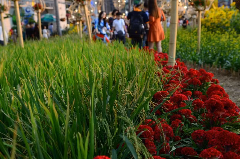 Cánh đồng lúa tái hiện vùng sông nước miền Tây xuất hiện tại Hội hoa xuân Phú Mỹ Hưng.