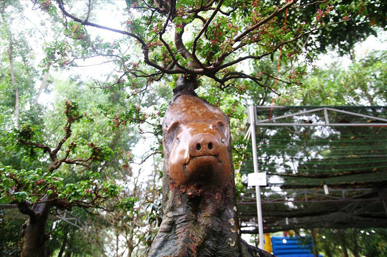 Heo xuất hiện trên cây khế kiểng giá hơn nửa tỉ đồng...