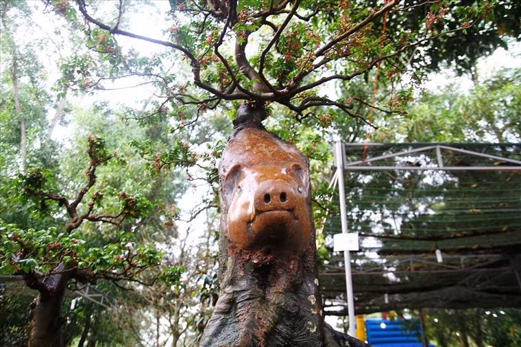 Heo xuất hiện trên cây khế kiểng giá hơn nửa tỉ đồng...