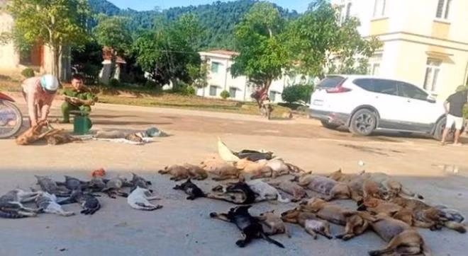 Cap doi “meo ma ga dong” dung chat doc Cyanua danh ba 500kg cho meo khai gi?-Hinh-2