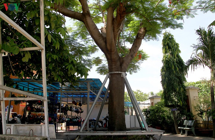 Phuong lai bat goc: Chat hay “mac ao giap sat” cho cay?-Hinh-2