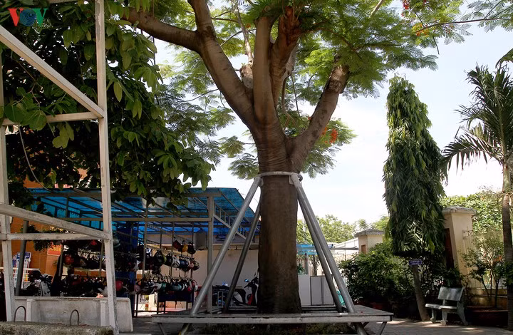 Phuong lai bat goc: Chat hay “mac ao giap sat” cho cay?-Hinh-2