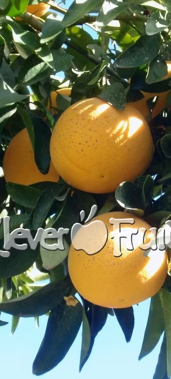 Các chủng được trồng chủ yếu hiện nay bao gồm màu trắng, màu hồng và màu đỏ có độ ngọt khác nhau. Trong đó, bưởi Hồng Ngọc Úc nhập khẩu về Việt Nam là chủng thịt quả màu đỏ, vỏ mỏng, nhiều nước, vị chua gắt, có lẫn vị đắng, mùi thơm. Ảnh: kleverfruits.com.vn.