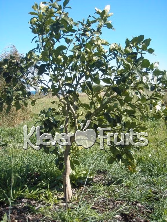 Loại bưởi này có giá 275.000 đồng/quả, rẻ bằng nửa giá bưởi Mỹ nhưng chất lượng tương đồng nhau, không chênh nhau là mấy. Ảnh: kleverfruits.com.vn.