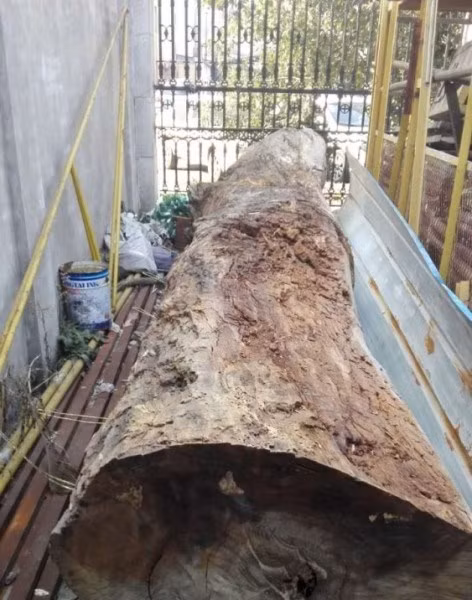 Lua ban khuc go gia... 5,5 ti dong