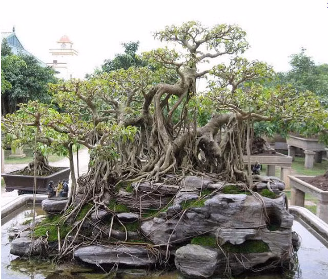 “Vi hanh” lang cay canh the khung gia cao cuc chat-Hinh-15