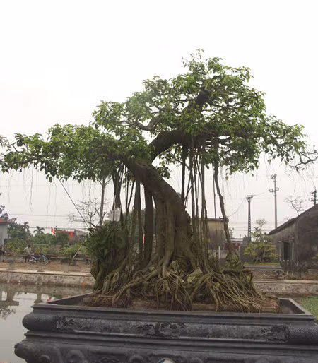 “Vi hanh” lang cay canh the khung gia cao cuc chat-Hinh-8