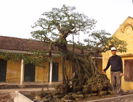 “Vi hanh” lang cay canh the khung gia cao cuc chat-Hinh-10