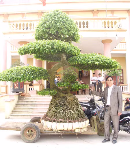 “Vi hanh” lang cay canh the khung gia cao cuc chat-Hinh-9