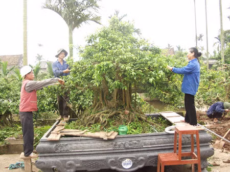 “Vi hanh” lang cay canh the khung gia cao cuc chat-Hinh-11