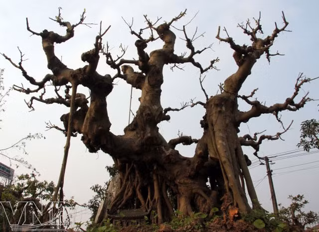 “Vi hanh” lang cay canh the khung gia cao cuc chat-Hinh-3