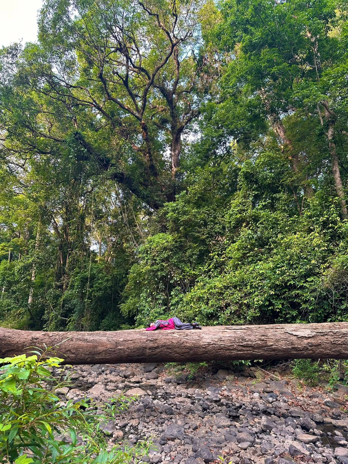 Điều đặc biệt là Bù Gia Mập vẫn giữ được vẻ hoang sơ, ít bị con người tác động, tạo điều kiện lý tưởng cho những chuyến trekking xuyên rừng.