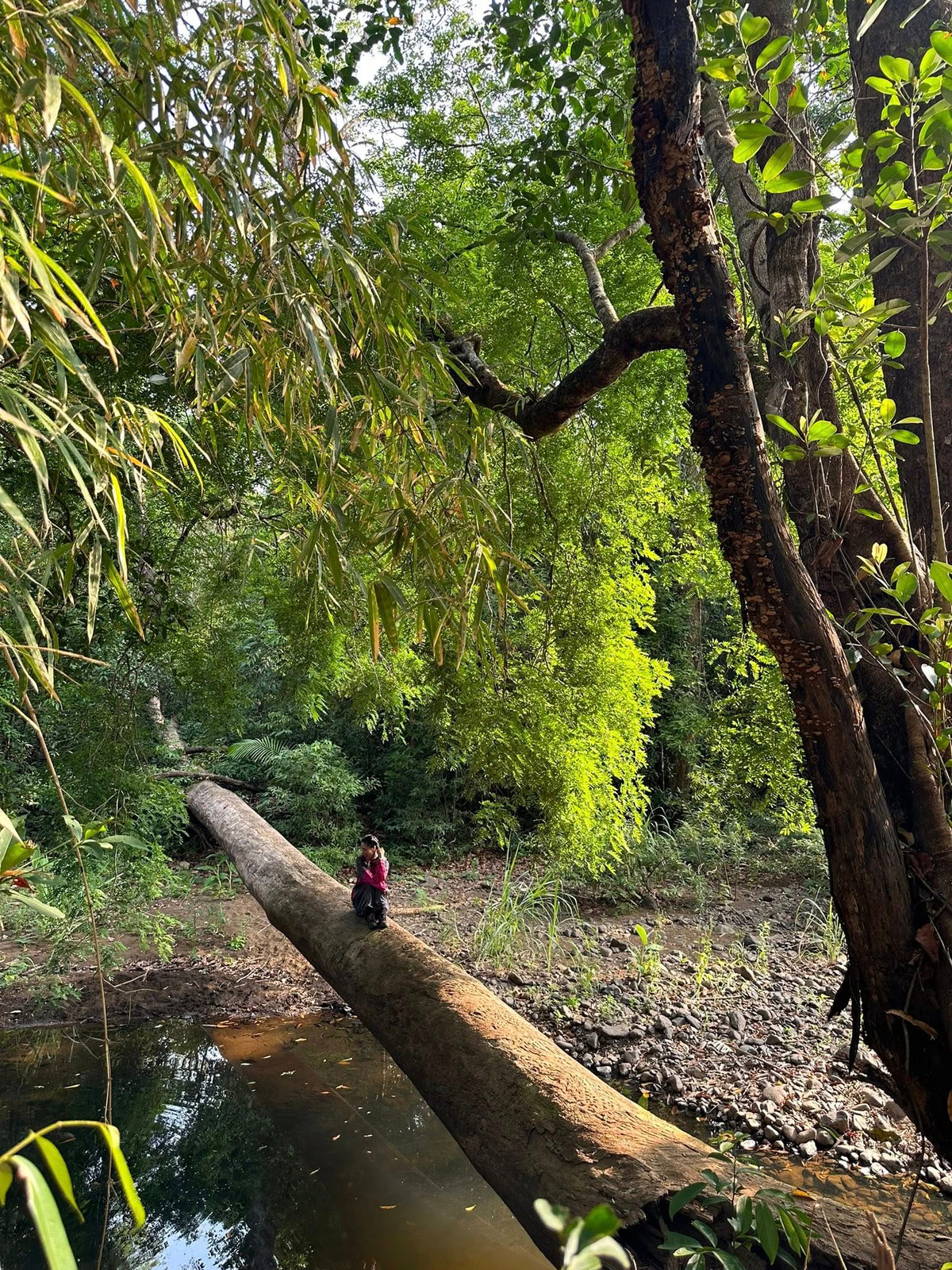 Hành trình trekking ở Bù Gia Mập đưa bạn qua những con đường mòn phủ đầy rêu xanh, xuyên qua các tầng rừng rậm rạp, qua suối đá, và những thác nước chảy róc rách giữa núi non.