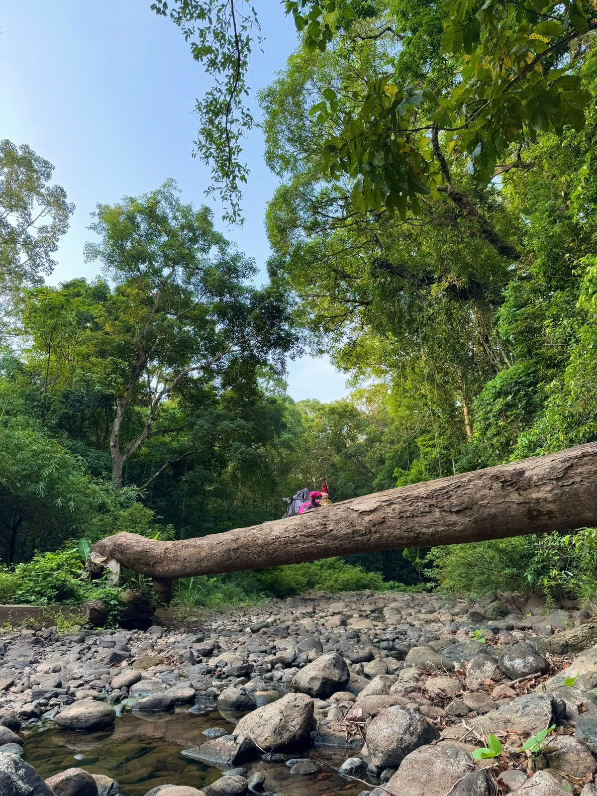 Vào buổi sớm, sương mù giăng kín lối, ánh sáng len qua tán cây tạo nên một khung cảnh mờ ảo, huyền bí tựa như đang lạc bước vào một thế giới thần thoại.