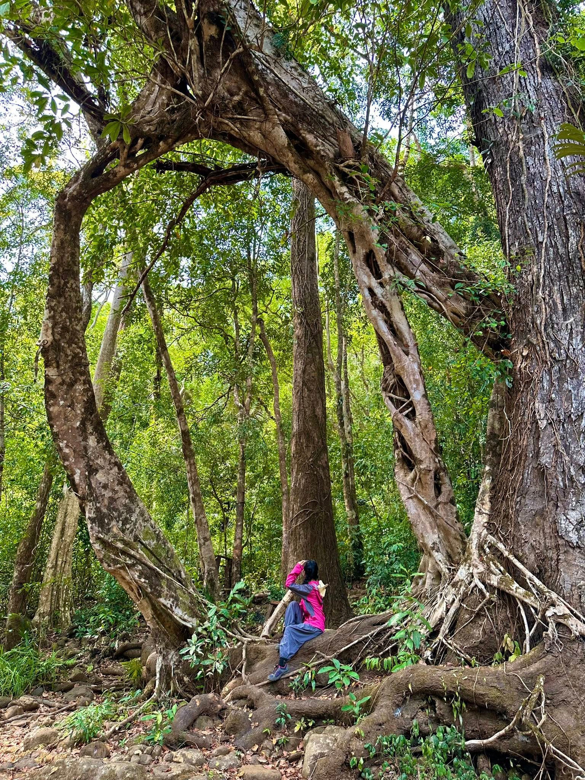 Bù Gia Mập là một trong những khu rừng nguyên sinh hiếm hoi còn sót lại ở miền Đông Nam Bộ. Với diện tích hơn 26.000 ha, nơi đây là “kho báu sinh học” với hàng trăm loài thực vật, động vật quý hiếm.