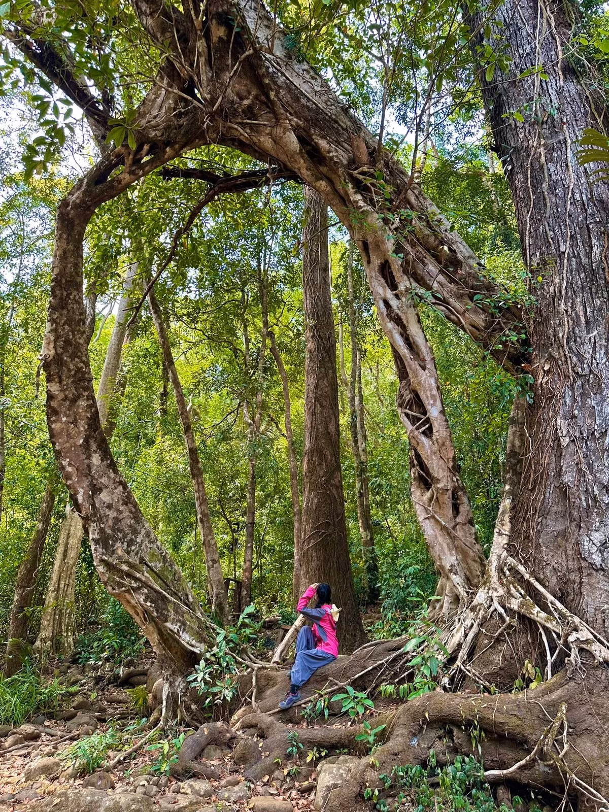 Bù Gia Mập là một trong những khu rừng nguyên sinh hiếm hoi còn sót lại ở miền Đông Nam Bộ. Với diện tích hơn 26.000 ha, nơi đây là “kho báu sinh học” với hàng trăm loài thực vật, động vật quý hiếm.
