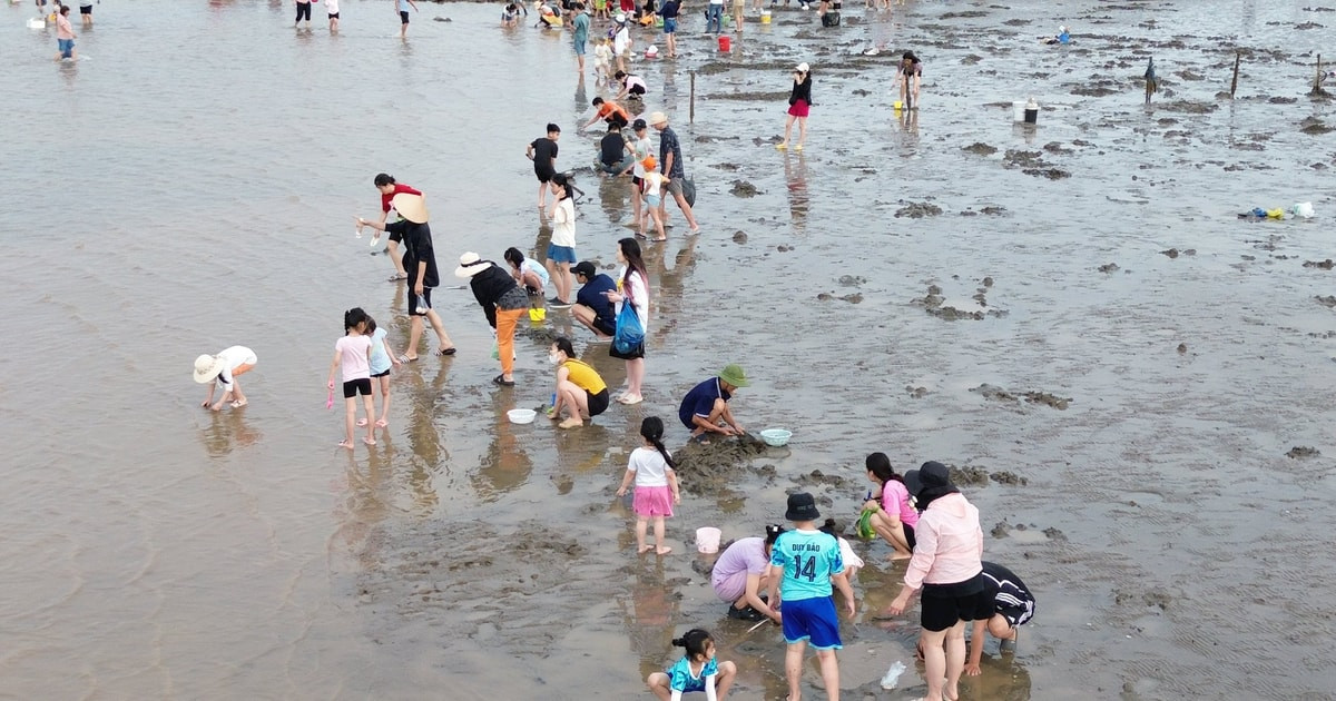Không ồn ào, không đắt đỏ, không quá thương mại – cào ngao ở bãi Hoàng Châu mang đến một lựa chọn thú vị, độc đáo và đầy tính trải nghiệm cho du khách dịp nghỉ lễ.