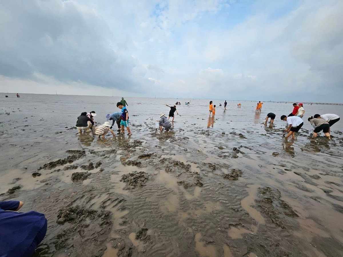 Đó không chỉ là lao động, mà còn là một thú vui “vừa lấm lem vừa sảng khoái”. Du khách tự tay bắt ngao, rồi rửa sạch dưới biển và có thể chế biến, thưởng thức tại chỗ. Ảnh Hải Phòng