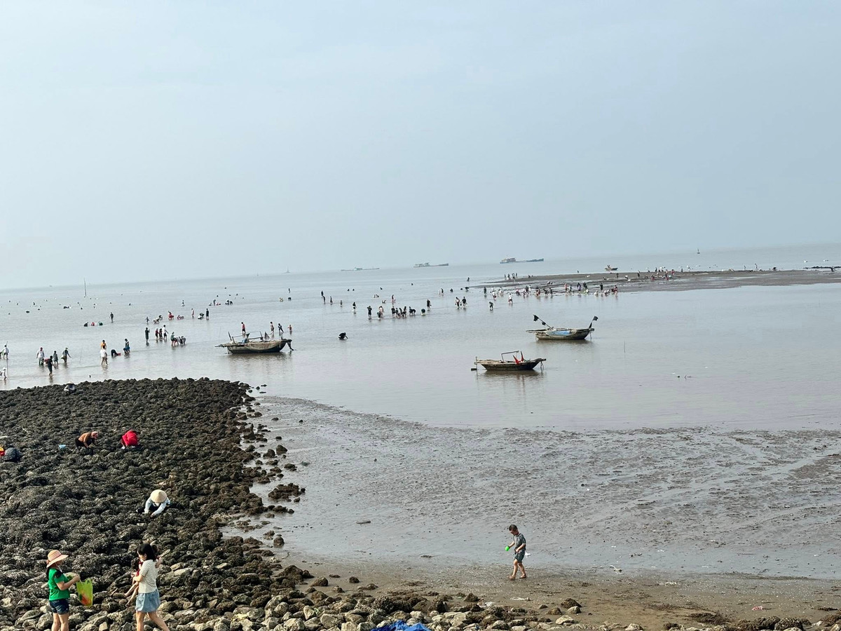 Khác với những điểm du lịch hiện đại, cào ngao ở bãi triều Hoàng Châu mang đến một trải nghiệm gần gũi với thiên nhiên và đời sống người dân miền biển. Từ sáng sớm, khi thủy triều rút, bãi bồi rộng mênh mông lộ ra, là lúc hàng trăm người lội bùn, cầm cào tay, rổ, xô để "săn" ngao. Ảnh Hải Phòng