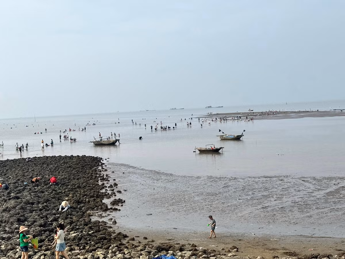 Khác với những điểm du lịch hiện đại, cào ngao ở bãi triều Hoàng Châu mang đến một trải nghiệm gần gũi với thiên nhiên và đời sống người dân miền biển. Từ sáng sớm, khi thủy triều rút, bãi bồi rộng mênh mông lộ ra, là lúc hàng trăm người lội bùn, cầm cào tay, rổ, xô để "săn" ngao. Ảnh Hải Phòng