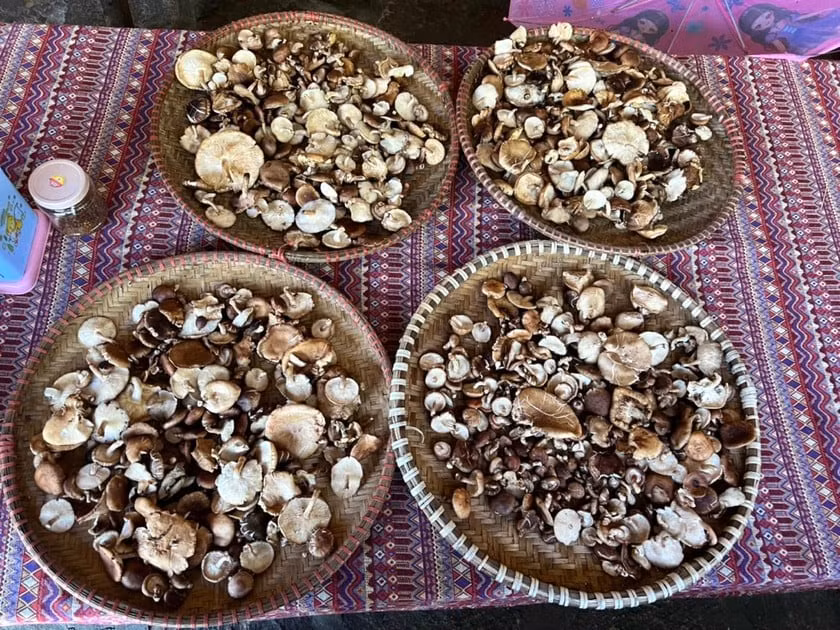 Nấm hương rừng Y Tý mọc tự nhiên dưới tán rừng nguyên sinh, có mũ dày, thịt chắc và thơm đặc trưng. Nấm xào thịt trâu, nấm nấu canh xương hay nướng than đều rất ngon. Nấm khô còn được mua về làm quà quý, bổ dưỡng và hiếm có. Ảnh danviet