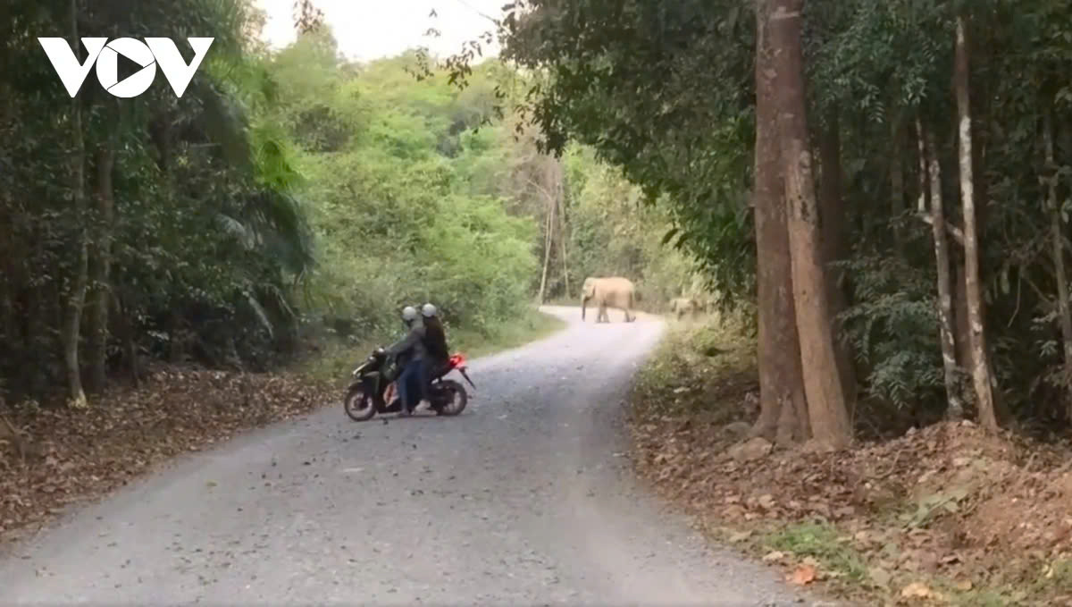 Voi rừng thường xuyên xuất hiện gần khu dân cư ở Đồng Nai Voi rung thuong xuyen xuat hien gan khu dan cu o Dong Nai