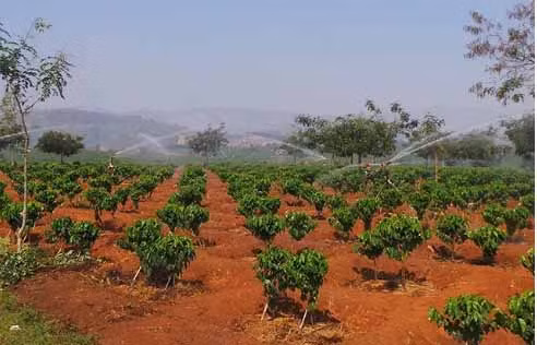 Theo hồ sơ vụ án, khoảng 20h ngày 14/3.2022, chị Trịnh Thị Hồng (SN 1976, trú thôn Ia Sâm, xã Ia Rong, huyện Chư Pưh, Gia Lai) đi xe máy rời khỏi nhà đi đến rẫy của gia đình để tưới cà phê. Đến sáng ngày 15/3, người thân không thấy chị Hồng trở về nên vào rẫy tìm kiếm. (Ảnh minh họa, nguồn ảnh Báo Gia Lai) 